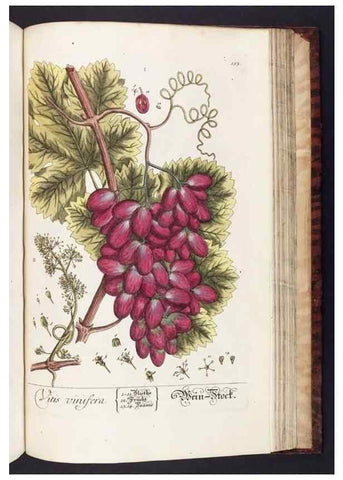 Reproducción/Reproduction 8379538313: Herbarium Blackwellianum emendatum et auctum, id est, Elisabethae Blackwell collectio stirpium. Norimbergae : Typis Io. Iosephi Fleischmanni, 1750-1773.