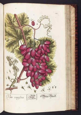 Reproducción/Reproduction 8379538313: Herbarium Blackwellianum emendatum et auctum, id est, Elisabethae Blackwell collectio stirpium. Norimbergae : Typis Io. Iosephi Fleischmanni, 1750-1773.