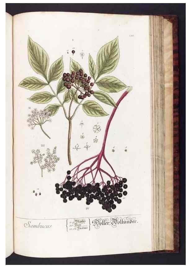 Reproducción/Reproduction 8379537577: Herbarium Blackwellianum emendatum et auctum, id est, Elisabethae Blackwell collectio stirpium. Norimbergae : Typis Io. Iosephi Fleischmanni, 1750-1773.