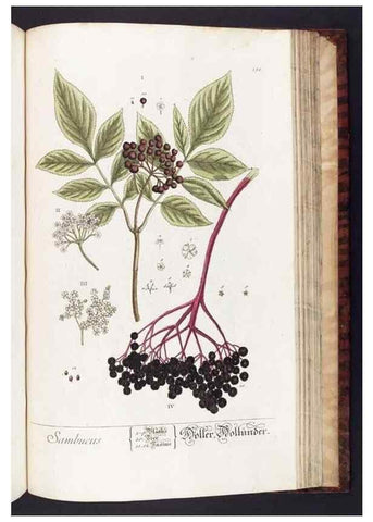 Reproducción/Reproduction 8379537577: Herbarium Blackwellianum emendatum et auctum, id est, Elisabethae Blackwell collectio stirpium. Norimbergae : Typis Io. Iosephi Fleischmanni, 1750-1773.