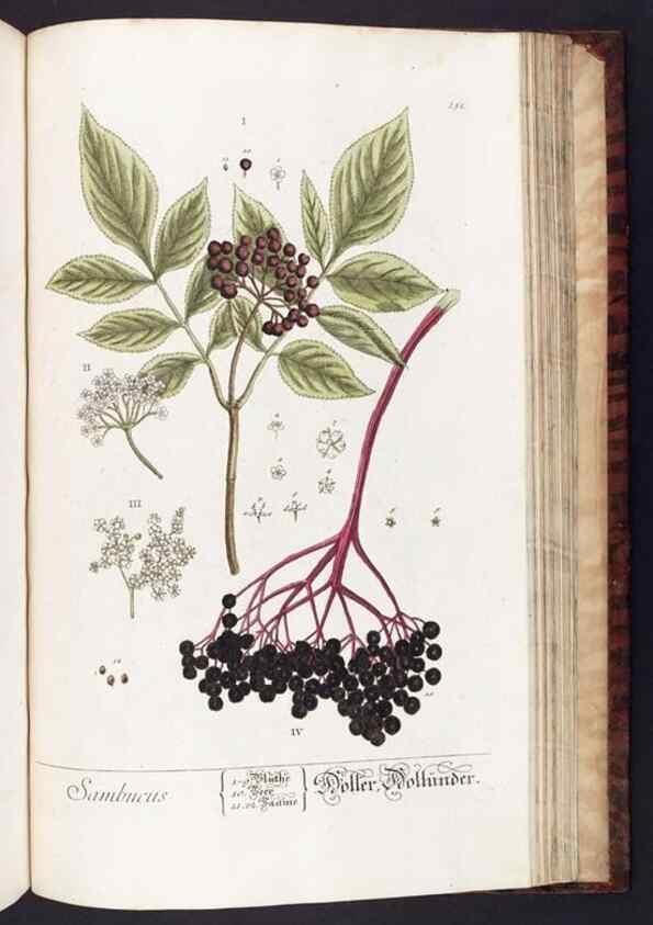 Reproducción/Reproduction 8379537577: Herbarium Blackwellianum emendatum et auctum, id est, Elisabethae Blackwell collectio stirpium. Norimbergae : Typis Io. Iosephi Fleischmanni, 1750-1773.