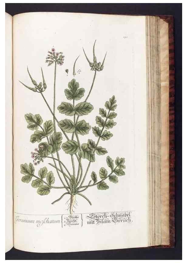 Reproducción/Reproduction 8380616768: Herbarium Blackwellianum emendatum et auctum, id est, Elisabethae Blackwell collectio stirpium. Norimbergae : Typis Io. Iosephi Fleischmanni, 1750-1773.