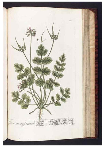 Reproducción/Reproduction 8380616768: Herbarium Blackwellianum emendatum et auctum, id est, Elisabethae Blackwell collectio stirpium. Norimbergae : Typis Io. Iosephi Fleischmanni, 1750-1773.