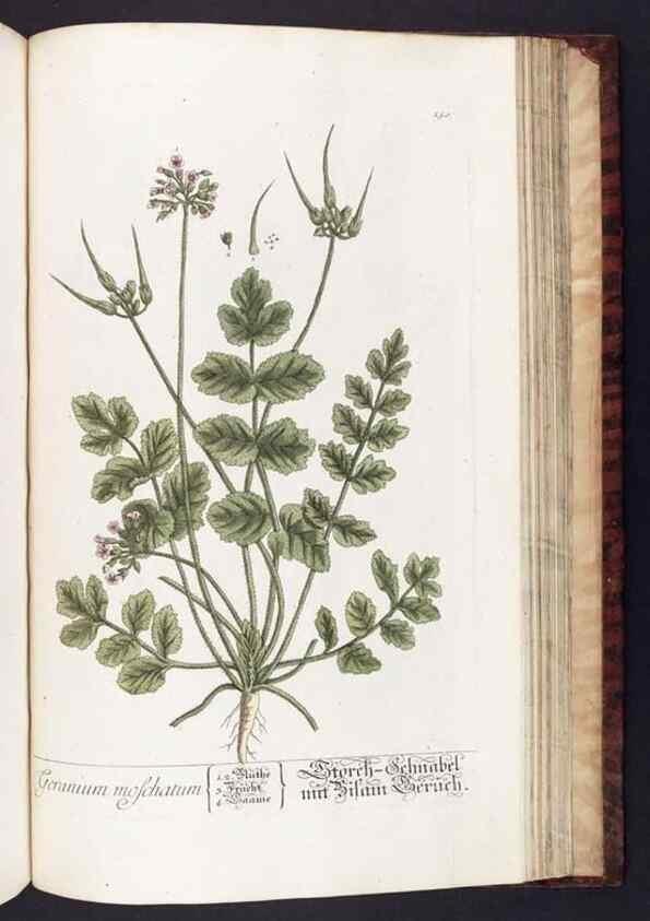 Reproducción/Reproduction 8380616768: Herbarium Blackwellianum emendatum et auctum, id est, Elisabethae Blackwell collectio stirpium. Norimbergae : Typis Io. Iosephi Fleischmanni, 1750-1773.