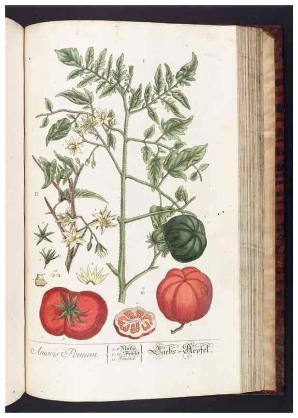 Reproducción/Reproduction 8379533347: Herbarium Blackwellianum emendatum et auctum, id est, Elisabethae Blackwell collectio stirpium. Norimbergae : Typis Io. Iosephi Fleischmanni, 1750-1773.