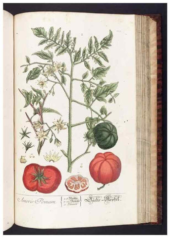 Reproducción/Reproduction 8379533347: Herbarium Blackwellianum emendatum et auctum, id est, Elisabethae Blackwell collectio stirpium. Norimbergae : Typis Io. Iosephi Fleischmanni, 1750-1773.