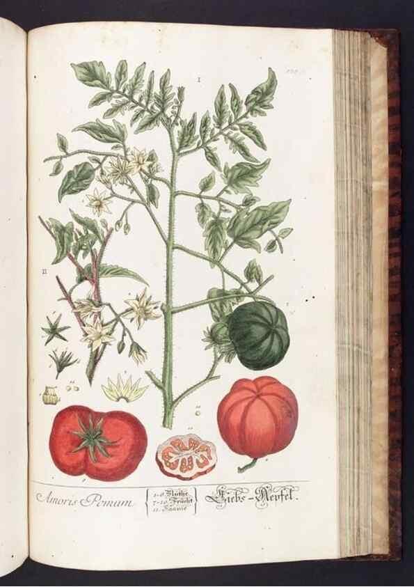 Reproducción/Reproduction 8379533347: Herbarium Blackwellianum emendatum et auctum, id est, Elisabethae Blackwell collectio stirpium. Norimbergae : Typis Io. Iosephi Fleischmanni, 1750-1773.