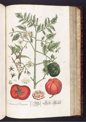 Reproducción/Reproduction 8379533347: Herbarium Blackwellianum emendatum et auctum, id est, Elisabethae Blackwell collectio stirpium. Norimbergae : Typis Io. Iosephi Fleischmanni, 1750-1773.