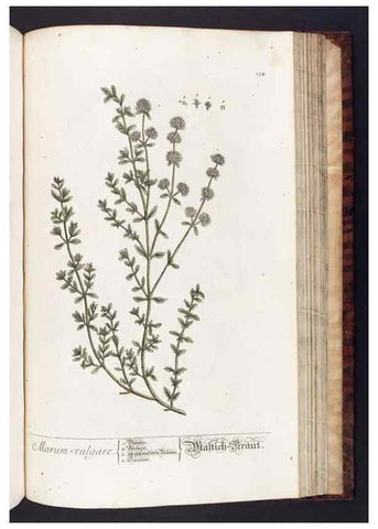 Reproducción/Reproduction 8379533479: Herbarium Blackwellianum emendatum et auctum, id est, Elisabethae Blackwell collectio stirpium. Norimbergae : Typis Io. Iosephi Fleischmanni, 1750-1773.