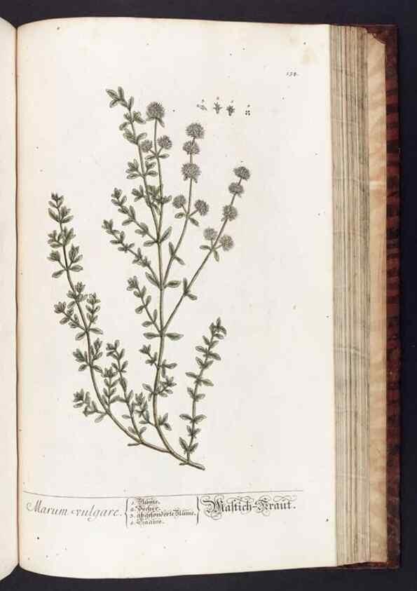 Reproducción/Reproduction 8379533479: Herbarium Blackwellianum emendatum et auctum, id est, Elisabethae Blackwell collectio stirpium. Norimbergae : Typis Io. Iosephi Fleischmanni, 1750-1773.
