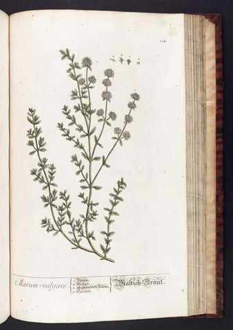 Reproducción/Reproduction 8379533479: Herbarium Blackwellianum emendatum et auctum, id est, Elisabethae Blackwell collectio stirpium. Norimbergae : Typis Io. Iosephi Fleischmanni, 1750-1773.