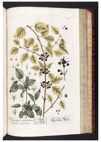 Reproducción/Reproduction 8379533729: Herbarium Blackwellianum emendatum et auctum, id est, Elisabethae Blackwell collectio stirpium. Norimbergae : Typis Io. Iosephi Fleischmanni, 1750-1773.