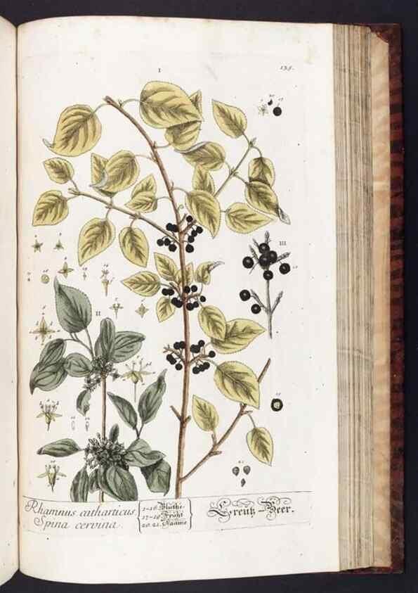 Reproducción/Reproduction 8379533729: Herbarium Blackwellianum emendatum et auctum, id est, Elisabethae Blackwell collectio stirpium. Norimbergae : Typis Io. Iosephi Fleischmanni, 1750-1773.