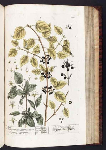 Reproducción/Reproduction 8379533729: Herbarium Blackwellianum emendatum et auctum, id est, Elisabethae Blackwell collectio stirpium. Norimbergae : Typis Io. Iosephi Fleischmanni, 1750-1773.