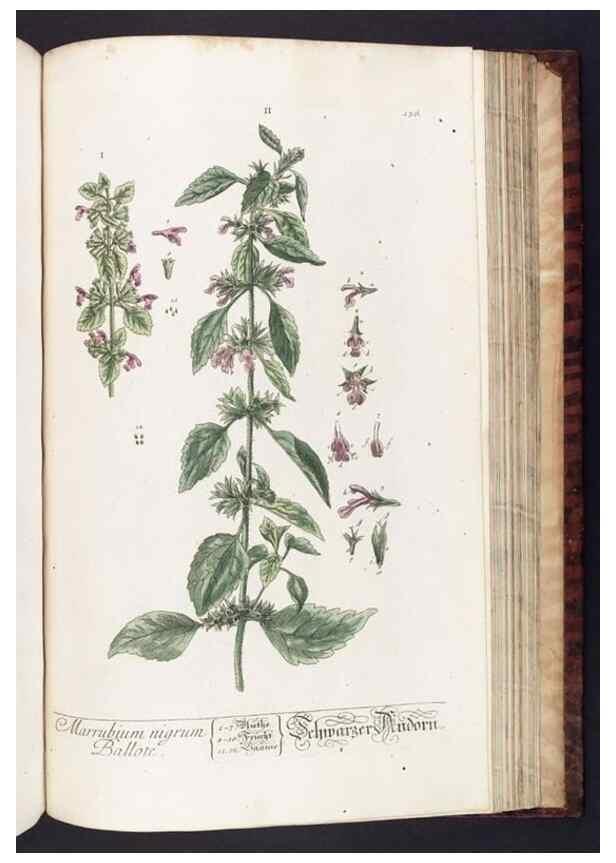 Reproducción/Reproduction 8380613424: Herbarium Blackwellianum emendatum et auctum, id est, Elisabethae Blackwell collectio stirpium. Norimbergae : Typis Io. Iosephi Fleischmanni, 1750-1773.