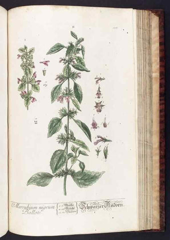 Reproducción/Reproduction 8380613424: Herbarium Blackwellianum emendatum et auctum, id est, Elisabethae Blackwell collectio stirpium. Norimbergae : Typis Io. Iosephi Fleischmanni, 1750-1773.