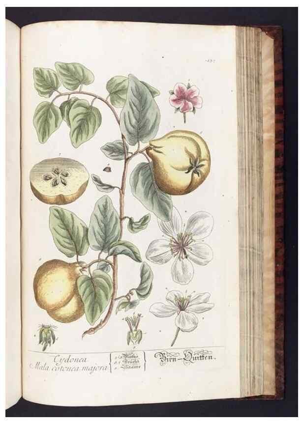 Reproducción/Reproduction 8380613652: Herbarium Blackwellianum emendatum et auctum, id est, Elisabethae Blackwell collectio stirpium. Norimbergae : Typis Io. Iosephi Fleischmanni, 1750-1773.