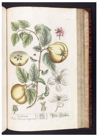 Reproducción/Reproduction 8380613652: Herbarium Blackwellianum emendatum et auctum, id est, Elisabethae Blackwell collectio stirpium. Norimbergae : Typis Io. Iosephi Fleischmanni, 1750-1773.