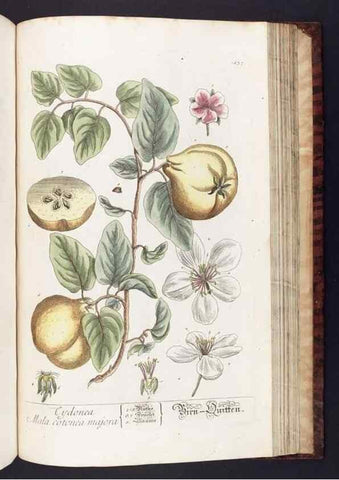 Reproducción/Reproduction 8380613652: Herbarium Blackwellianum emendatum et auctum, id est, Elisabethae Blackwell collectio stirpium. Norimbergae : Typis Io. Iosephi Fleischmanni, 1750-1773.