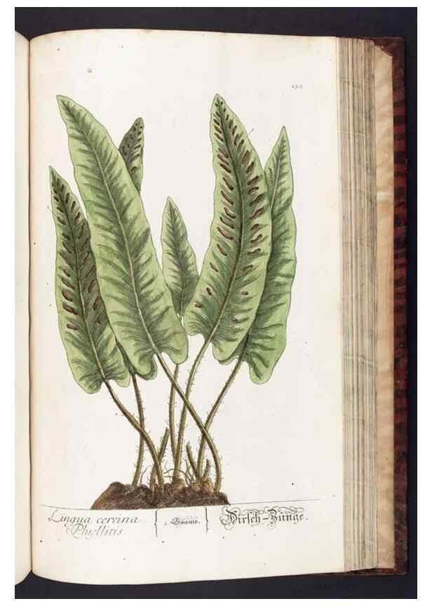 Reproducción/Reproduction 8380613890: Herbarium Blackwellianum emendatum et auctum, id est, Elisabethae Blackwell collectio stirpium. Norimbergae : Typis Io. Iosephi Fleischmanni, 1750-1773.