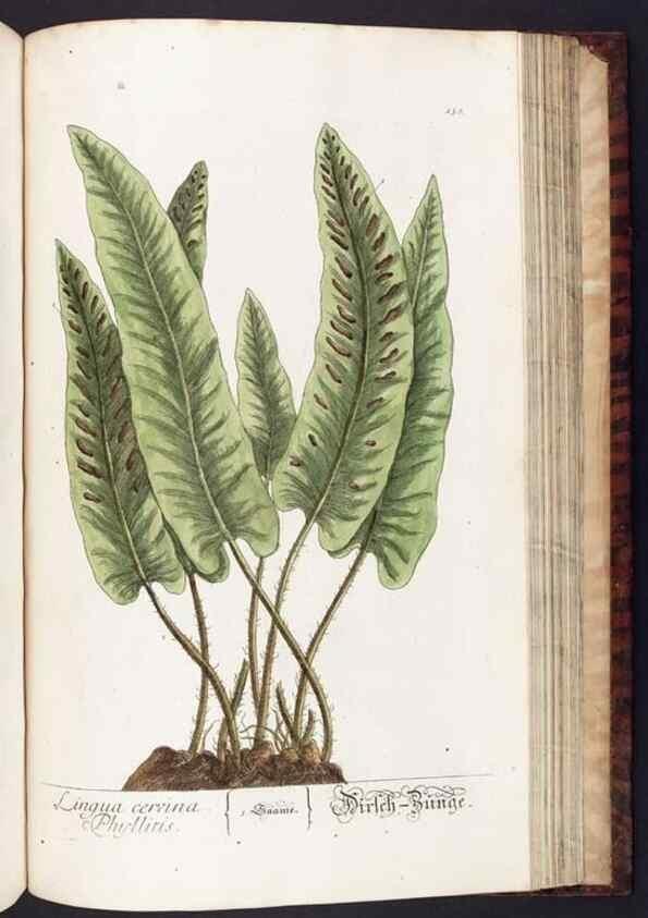 Reproducción/Reproduction 8380613890: Herbarium Blackwellianum emendatum et auctum, id est, Elisabethae Blackwell collectio stirpium. Norimbergae : Typis Io. Iosephi Fleischmanni, 1750-1773.