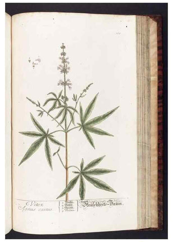 Reproducción/Reproduction 8380614140: Herbarium Blackwellianum emendatum et auctum, id est, Elisabethae Blackwell collectio stirpium. Norimbergae : Typis Io. Iosephi Fleischmanni, 1750-1773.
