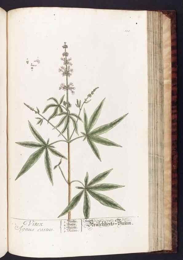 Reproducción/Reproduction 8380614140: Herbarium Blackwellianum emendatum et auctum, id est, Elisabethae Blackwell collectio stirpium. Norimbergae : Typis Io. Iosephi Fleischmanni, 1750-1773.