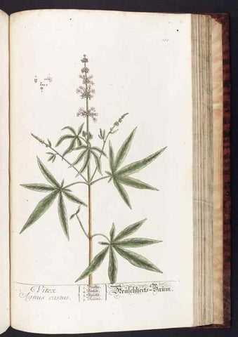 Reproducción/Reproduction 8380614140: Herbarium Blackwellianum emendatum et auctum, id est, Elisabethae Blackwell collectio stirpium. Norimbergae : Typis Io. Iosephi Fleischmanni, 1750-1773.