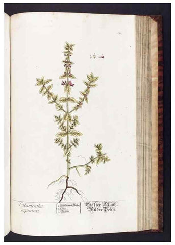 Reproducción/Reproduction 8379532959: Herbarium Blackwellianum emendatum et auctum, id est, Elisabethae Blackwell collectio stirpium. Norimbergae : Typis Io. Iosephi Fleischmanni, 1750-1773.