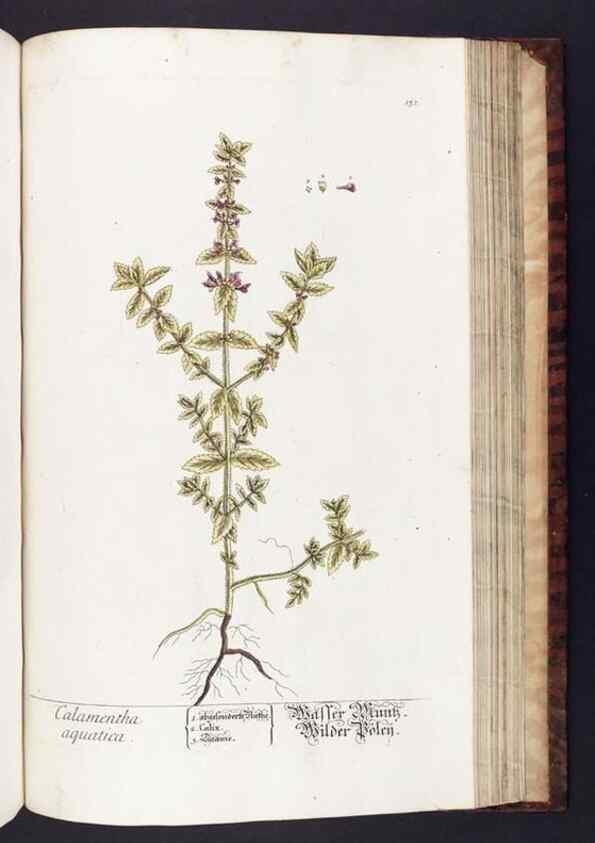 Reproducción/Reproduction 8379532959: Herbarium Blackwellianum emendatum et auctum, id est, Elisabethae Blackwell collectio stirpium. Norimbergae : Typis Io. Iosephi Fleischmanni, 1750-1773.