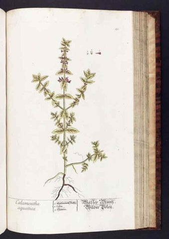Reproducción/Reproduction 8379532959: Herbarium Blackwellianum emendatum et auctum, id est, Elisabethae Blackwell collectio stirpium. Norimbergae : Typis Io. Iosephi Fleischmanni, 1750-1773.