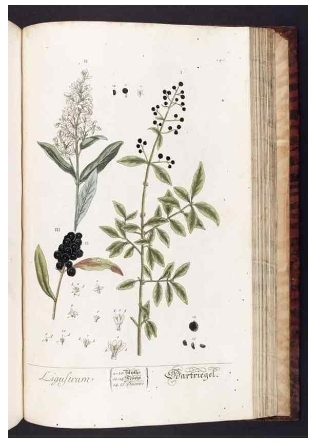 Reproducción/Reproduction 8379534801: Herbarium Blackwellianum emendatum et auctum, id est, Elisabethae Blackwell collectio stirpium. Norimbergae : Typis Io. Iosephi Fleischmanni, 1750-1773.