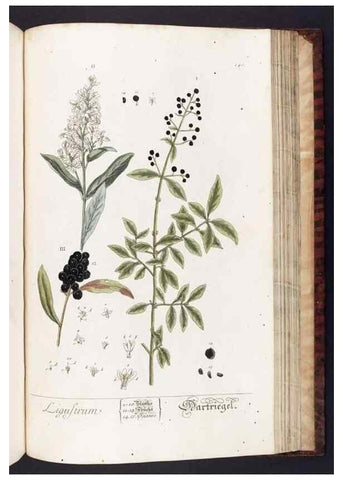 Reproducción/Reproduction 8379534801: Herbarium Blackwellianum emendatum et auctum, id est, Elisabethae Blackwell collectio stirpium. Norimbergae : Typis Io. Iosephi Fleischmanni, 1750-1773.