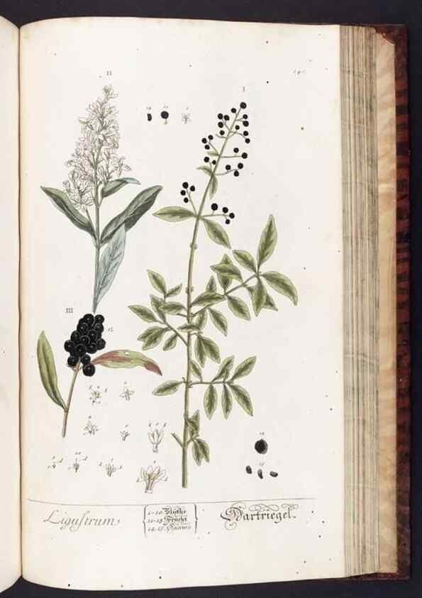 Reproducción/Reproduction 8379534801: Herbarium Blackwellianum emendatum et auctum, id est, Elisabethae Blackwell collectio stirpium. Norimbergae : Typis Io. Iosephi Fleischmanni, 1750-1773.