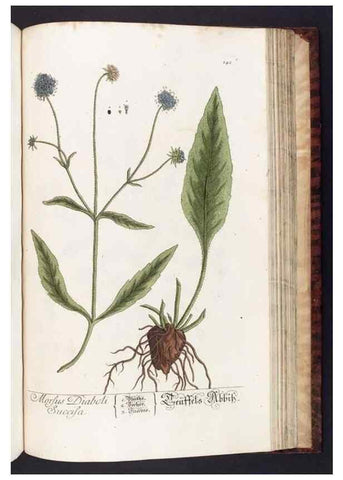 Reproducción/Reproduction 8379535519: Herbarium Blackwellianum emendatum et auctum, id est, Elisabethae Blackwell collectio stirpium. Norimbergae : Typis Io. Iosephi Fleischmanni, 1750-1773.