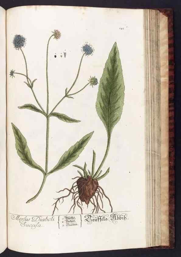 Reproducción/Reproduction 8379535519: Herbarium Blackwellianum emendatum et auctum, id est, Elisabethae Blackwell collectio stirpium. Norimbergae : Typis Io. Iosephi Fleischmanni, 1750-1773.