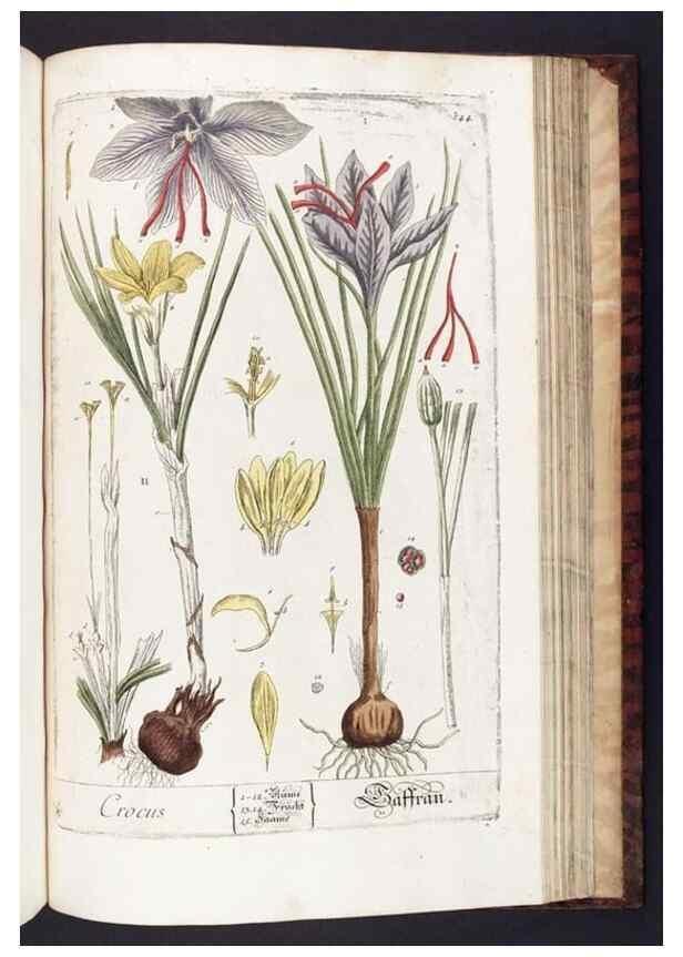 Reproducción/Reproduction 8380615526: Herbarium Blackwellianum emendatum et auctum, id est, Elisabethae Blackwell collectio stirpium. Norimbergae : Typis Io. Iosephi Fleischmanni, 1750-1773.