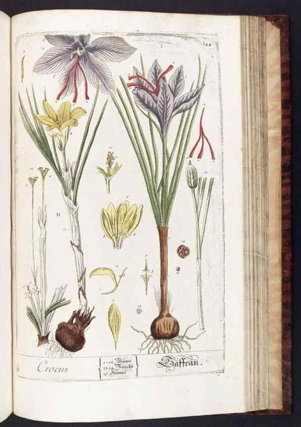 Reproducción/Reproduction 8380615526: Herbarium Blackwellianum emendatum et auctum, id est, Elisabethae Blackwell collectio stirpium. Norimbergae : Typis Io. Iosephi Fleischmanni, 1750-1773.