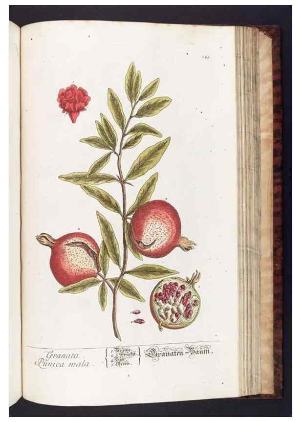 Reproducción/Reproduction 8380615778: Herbarium Blackwellianum emendatum et auctum, id est, Elisabethae Blackwell collectio stirpium. Norimbergae : Typis Io. Iosephi Fleischmanni, 1750-1773.