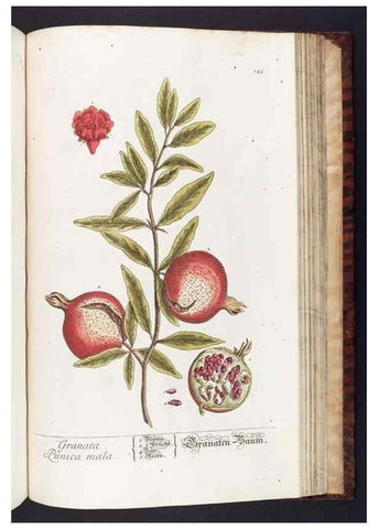 Reproducción/Reproduction 8380615778: Herbarium Blackwellianum emendatum et auctum, id est, Elisabethae Blackwell collectio stirpium. Norimbergae : Typis Io. Iosephi Fleischmanni, 1750-1773.