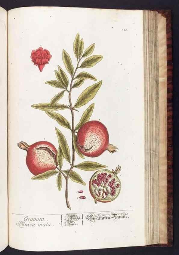Reproducción/Reproduction 8380615778: Herbarium Blackwellianum emendatum et auctum, id est, Elisabethae Blackwell collectio stirpium. Norimbergae : Typis Io. Iosephi Fleischmanni, 1750-1773.