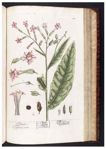 Reproducción/Reproduction 8379536455: Herbarium Blackwellianum emendatum et auctum, id est, Elisabethae Blackwell collectio stirpium. Norimbergae : Typis Io. Iosephi Fleischmanni, 1750-1773.