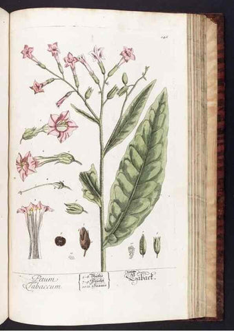 Reproducción/Reproduction 8379536455: Herbarium Blackwellianum emendatum et auctum, id est, Elisabethae Blackwell collectio stirpium. Norimbergae : Typis Io. Iosephi Fleischmanni, 1750-1773.