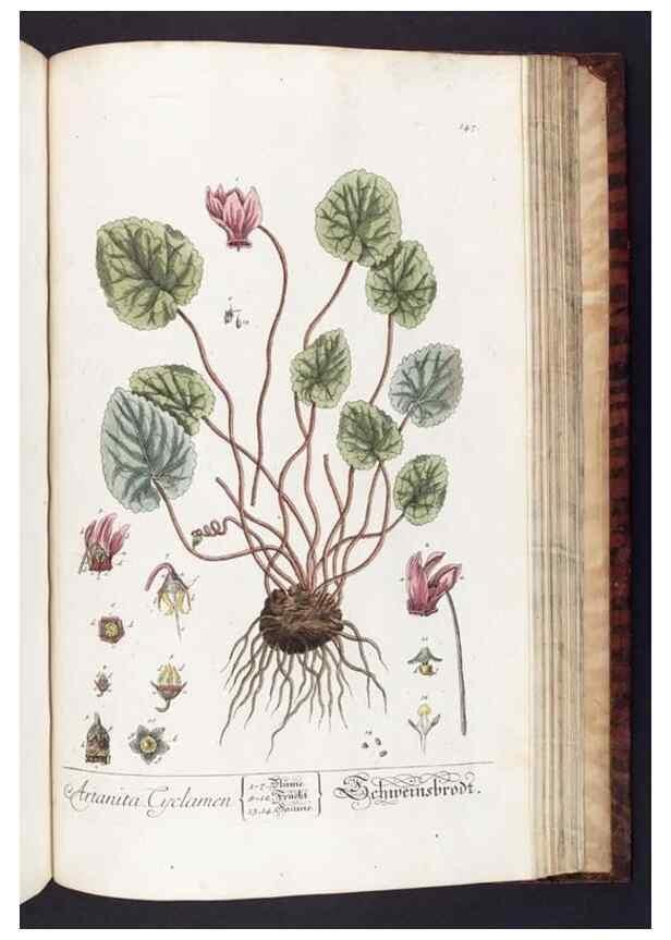 Reproducción/Reproduction 8379536737: Herbarium Blackwellianum emendatum et auctum, id est, Elisabethae Blackwell collectio stirpium. Norimbergae : Typis Io. Iosephi Fleischmanni, 1750-1773.