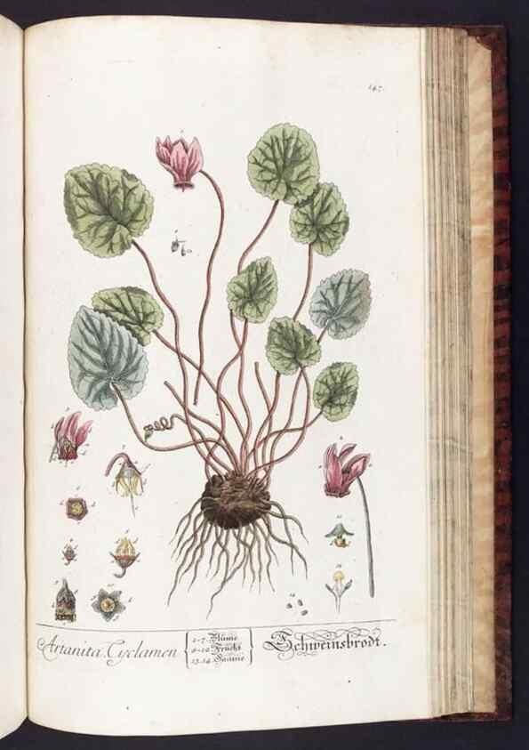 Reproducción/Reproduction 8379536737: Herbarium Blackwellianum emendatum et auctum, id est, Elisabethae Blackwell collectio stirpium. Norimbergae : Typis Io. Iosephi Fleischmanni, 1750-1773.