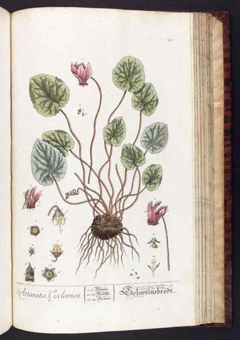 Reproducción/Reproduction 8379536737: Herbarium Blackwellianum emendatum et auctum, id est, Elisabethae Blackwell collectio stirpium. Norimbergae : Typis Io. Iosephi Fleischmanni, 1750-1773.