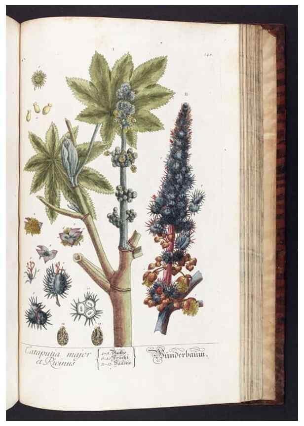 Reproducción/Reproduction 8379537031: Herbarium Blackwellianum emendatum et auctum, id est, Elisabethae Blackwell collectio stirpium. Norimbergae : Typis Io. Iosephi Fleischmanni, 1750-1773.