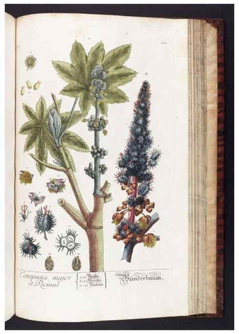 Reproducción/Reproduction 8379537031: Herbarium Blackwellianum emendatum et auctum, id est, Elisabethae Blackwell collectio stirpium. Norimbergae : Typis Io. Iosephi Fleischmanni, 1750-1773.