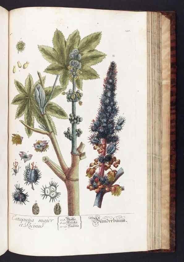 Reproducción/Reproduction 8379537031: Herbarium Blackwellianum emendatum et auctum, id est, Elisabethae Blackwell collectio stirpium. Norimbergae : Typis Io. Iosephi Fleischmanni, 1750-1773.