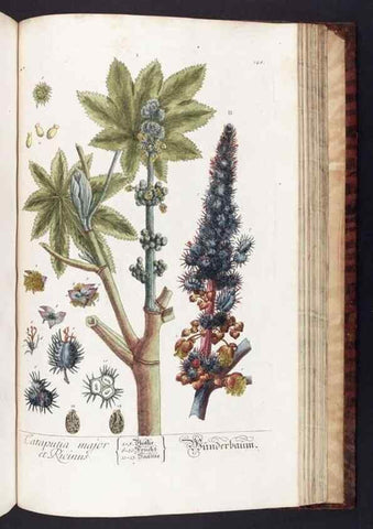 Reproducción/Reproduction 8379537031: Herbarium Blackwellianum emendatum et auctum, id est, Elisabethae Blackwell collectio stirpium. Norimbergae : Typis Io. Iosephi Fleischmanni, 1750-1773.